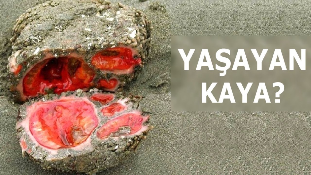 Doğada Yaşanan 5 Tuhaf Olay