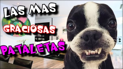 LAS 12 PATALETAS DE ANIMALES MAS GRACIOSAS Y LOCAS QUE TE HARAN MORIR DE RISA | OSCAR JACK