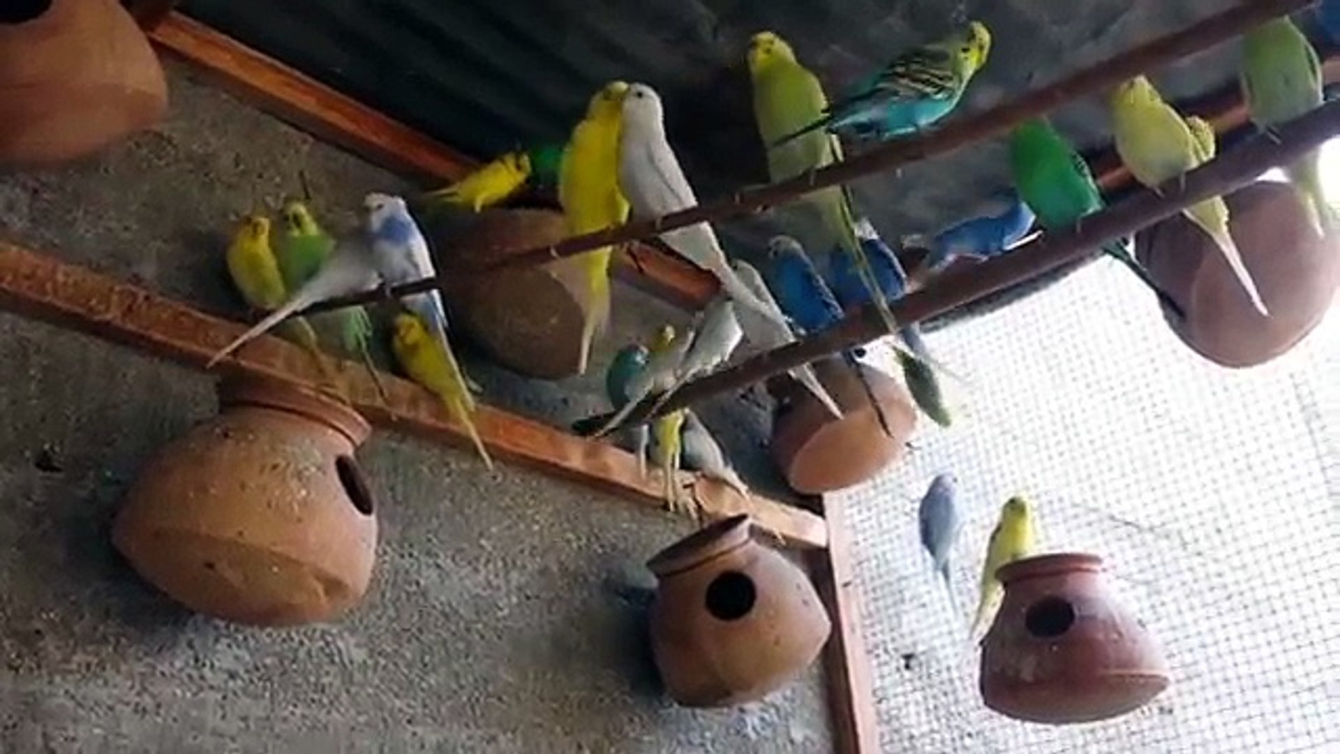 ⁣Budgies Parrots Colony ki good progress babies and eggs Urdu/Hindi.