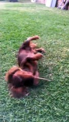 Basil the Sausage Dog Just Loves Playing Fetch