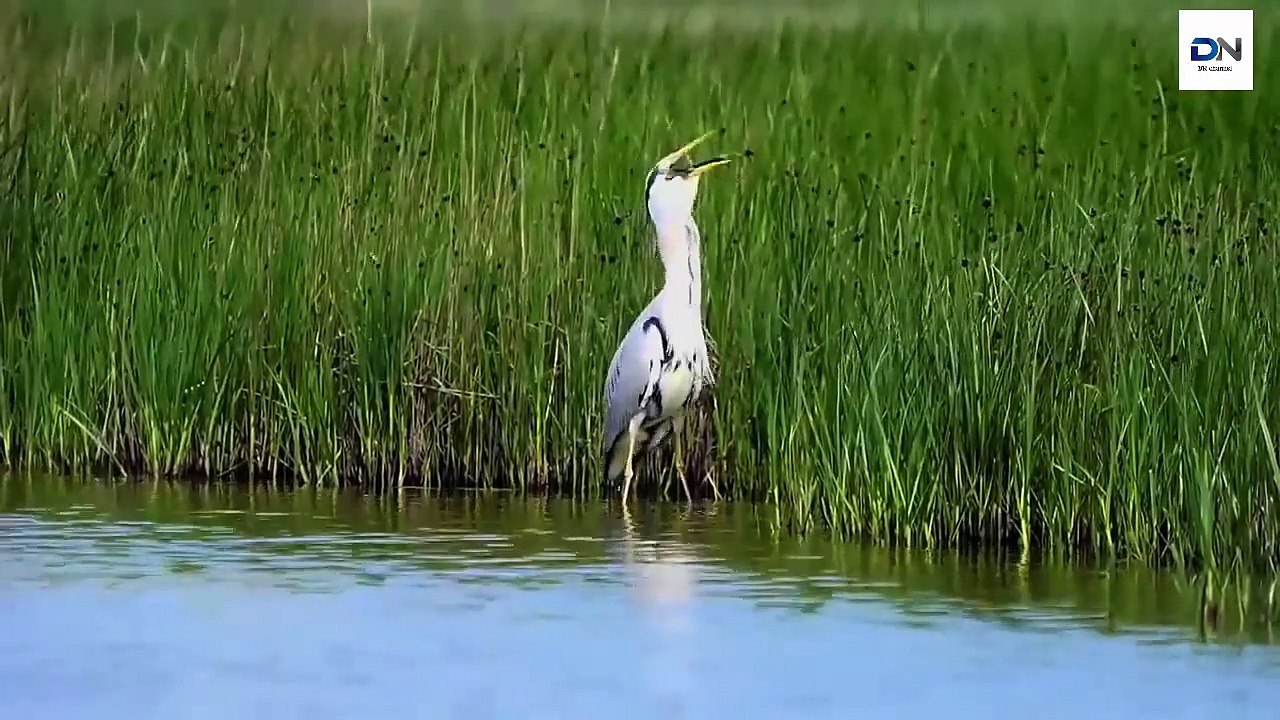 Heron eats huge fish, Heron eating Rabbit, Kills Gophers, dove 헤론 사냥