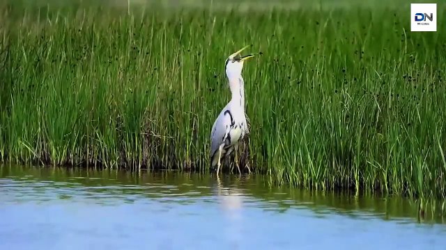 Heron eats huge fish, Heron eating Rabbit, Kills Gophers, dove 헤론 사냥