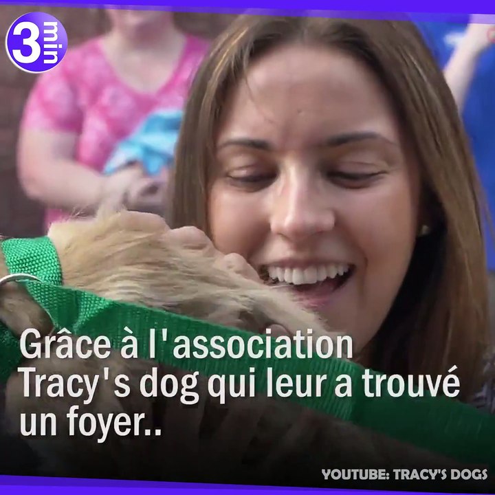 L'association Tracy's Dog a sauvé plus de 3700 chiens !