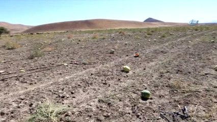 Muş'ta Karpuzlar Tarlada Kaldı Hayvanlara Yem Oldu