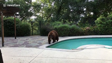 Kids go crazy as mama bear and cub visit family pool in Canada