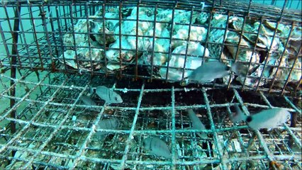 Des nurseries sous l'eau pour "repeupler la mer"