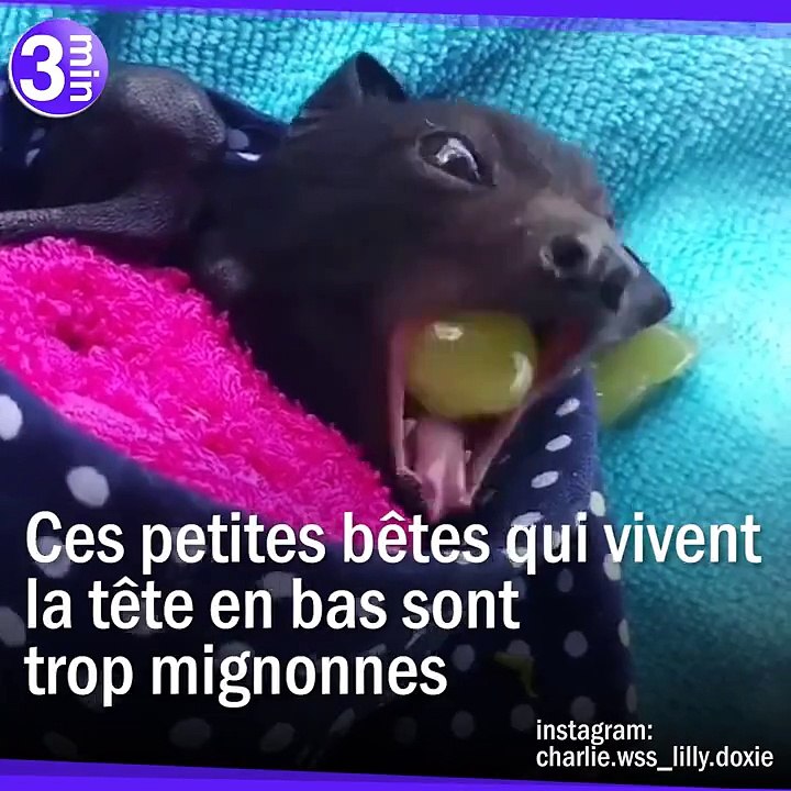 Une chauve-souris comme animal de compagnie ?