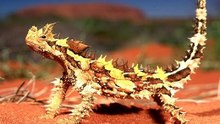 Lagartos Do Deserto Em Cenas Incríveis