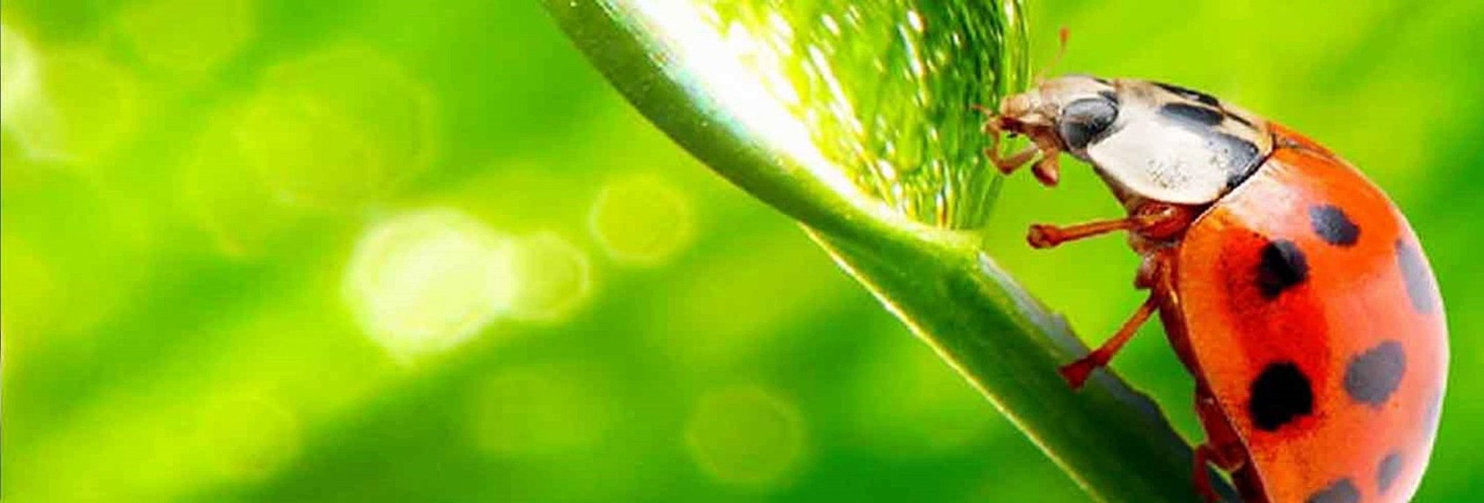 pest control services in chennai