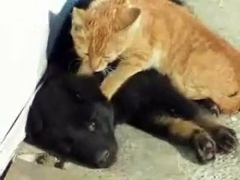 Quelle tendresse !!! un chat fait un doux massage à un chien avec ses pattes avant