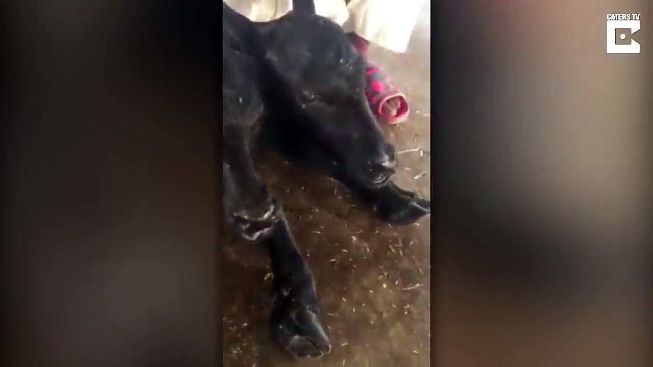Buffalo gives birth to two-headed calf in Pakistan
