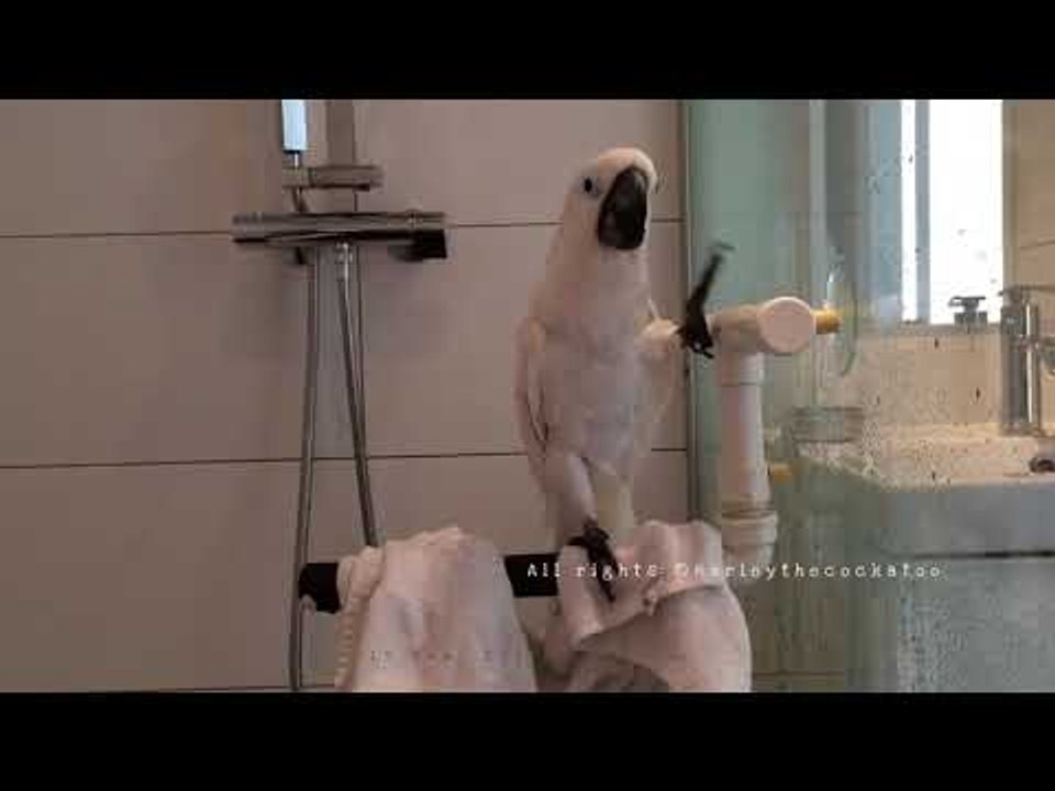 Pampered Cockatoo Enjoys Luxurious Shower