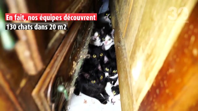 30 millions d'amis découvre 130 chats qui vivaient dans un appartement de 20 m2