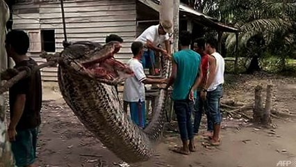 8ｍ 가까운 괴물 비단뱀, 농장 경비원 공격 / YTN