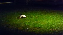 Skunk looking for Breakfast