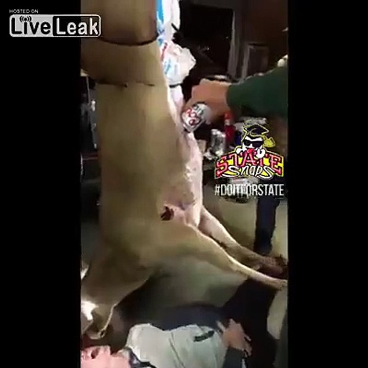 Il boit sa bière dans la panse d'un cerf mort... En mode chasseur!