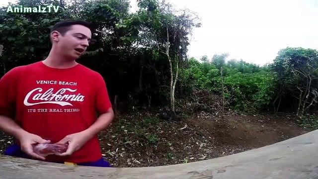 Funny Monkeys Stealing Things Compilation July 2014