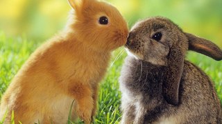 Funny And Cute Bunny Rabbit Videos Compilation 2017 NEW