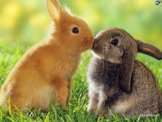 Funny And Cute Bunny Rabbit Videos Compilation 2017 NEW