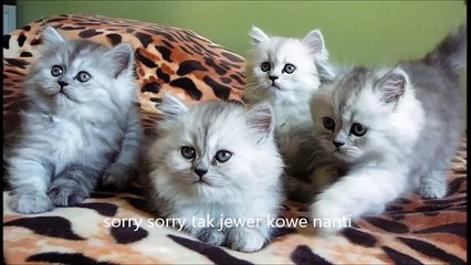 New si meong - lagu anak ceria