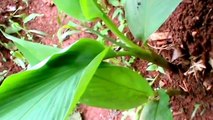 Medicinal plants -Turmeric or tumeric (Curcuma longa)