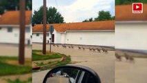 Duck / Geese crossing road - Amazing