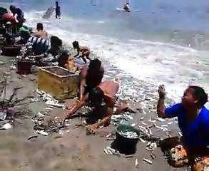 lots of fish ....