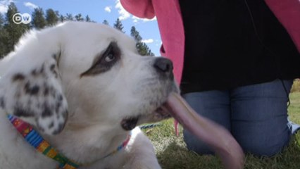 Cachorro entra para o Guinness com a maior língua do mundo