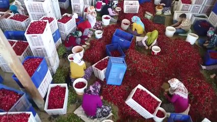 Şanlıurfa İsot Festivali'ne Doğru