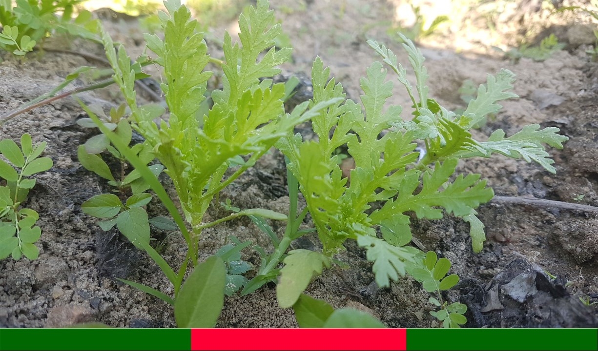 RAU CẢI CÚC: Bất ngờ với công dụng chữa bệnh của CẢI CÚC | Cây Thuốc Quý