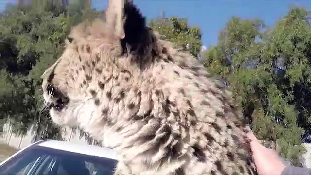 Adopted Handicapped Cheetah Sits in Tiny Dog Bed | Cute Big Cat Stands Like A Meerkat Climbs On Car