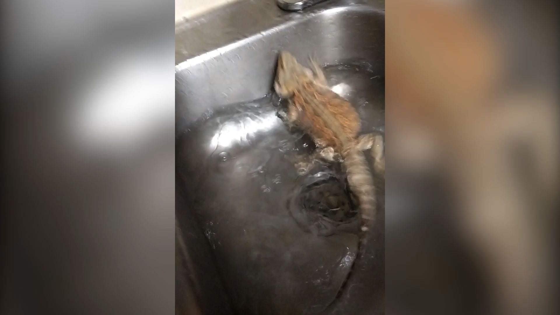⁣This Lizard Is The Michael Phelps Of Lizards