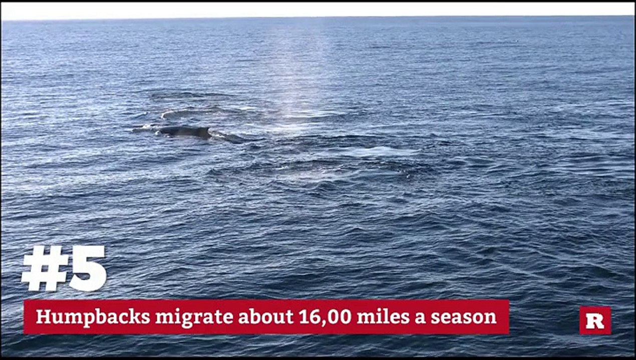 5 facts about humpback whales | Rare Animals