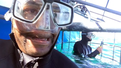 Shark Cage Dive Experience