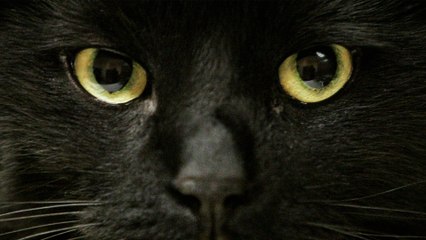 9 Facts About the Movie Hocus Pocus That Will Blow Your Mind!