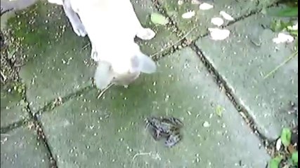 Funny Screaming Animals