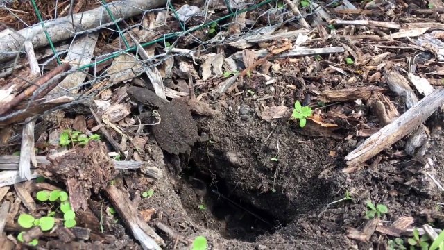 Les premiers pas d'un bébé tortue qui sort de son trou... Adorable