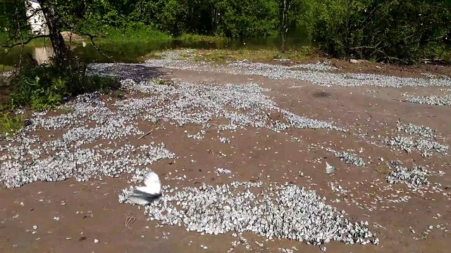 Une plage recouverte de milliers de papillons... Butterfly Beach en russie