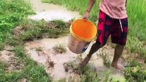 Catch fish on rice field - Net Fishing In Siem Reap Province - Khmer Cast Net Fishing