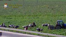 Puglia: fingeva l'assunzione di braccianti agricoli per ricevere indennità dell'I.N.P.S.