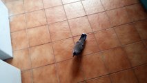 Pigeon Tries to Seduce Woman