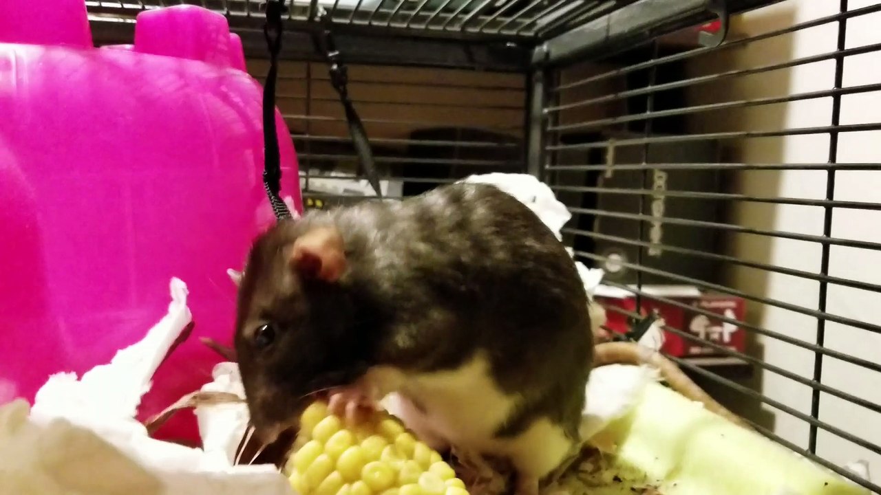 Polite Rat Wipes Face with Napkin