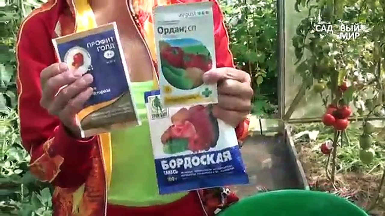 Как защитить томаты от фитофтороза. Сайт Садовый мир