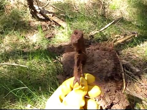 MP44 / StG44 and WWII Third Reich Eastern Front Battlefield Relics