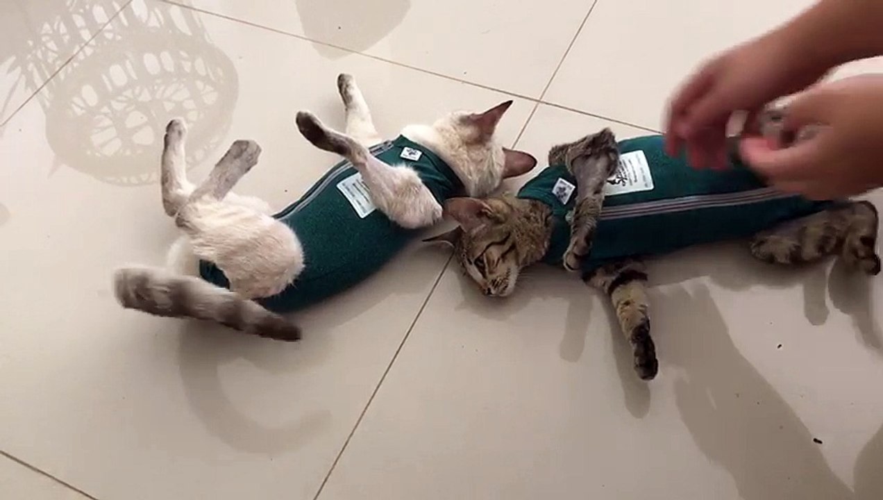These Kittens Don't Like Vests