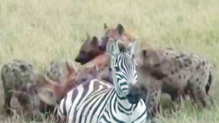 AMAZING WILD ANIMALS ATACKS HYENA VS ZEBRA AMAZING FIGHTS