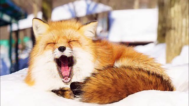 【感動　可愛い】保護犬と保護キツネがラブラブ！？種族を超えた仲良しカップルの幸せな笑顔に人間が嫉妬！！