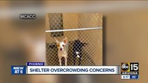 Maricopa County animal shelter dealing with major overcrowding, again