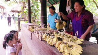 หนูยิ้มหนูแย้ม _ ให้อาหารช้าง Maesa Elephant Camp-ipfTTzFbbSw