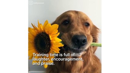 Golden Retriever is the Master of Self-Control